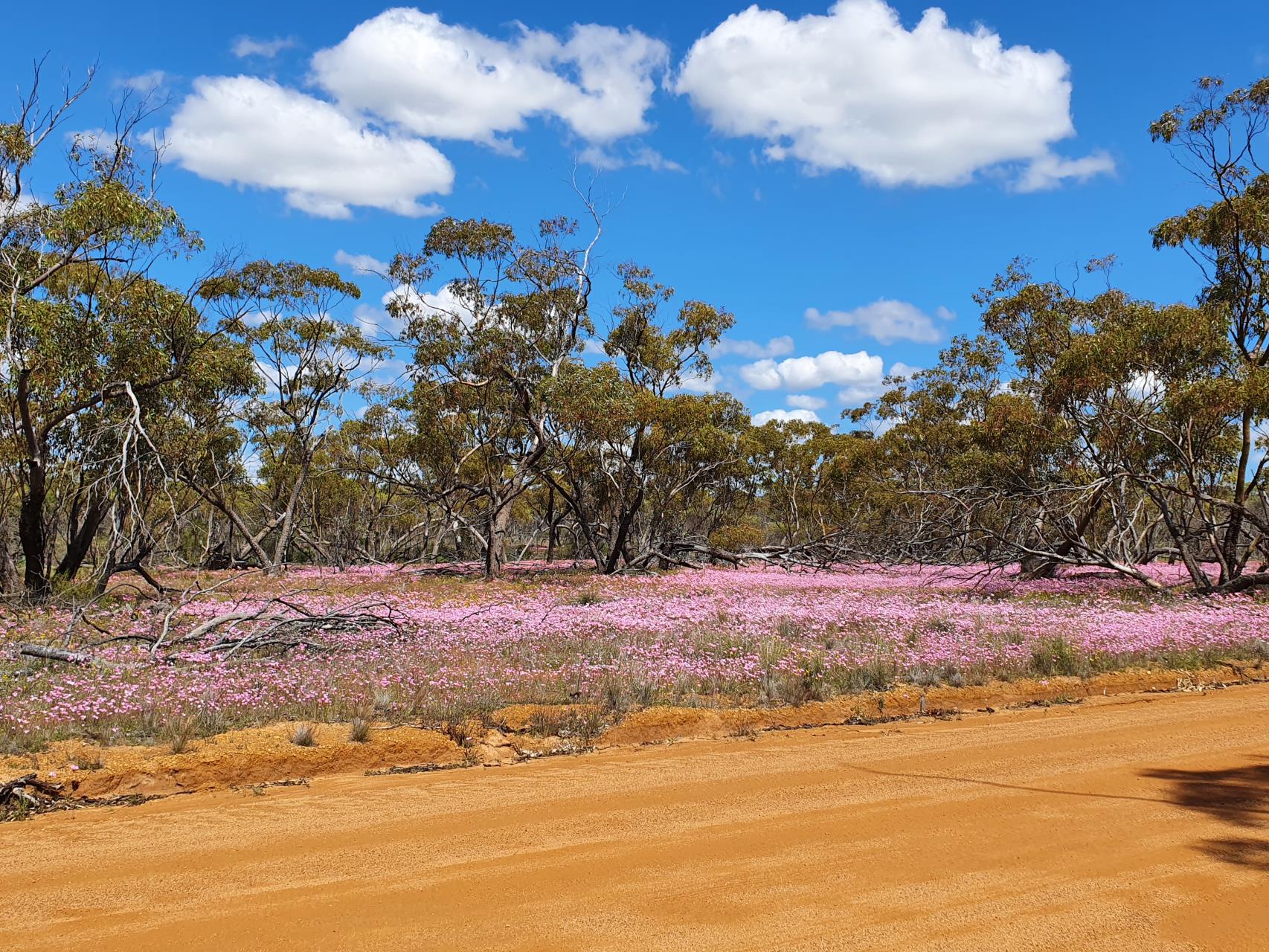 Roadside Native Vegetation Management Field Days